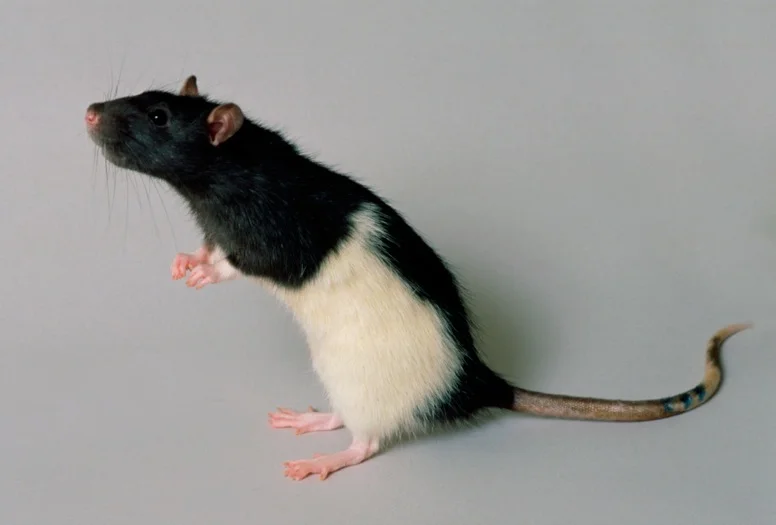 rat.jpeg