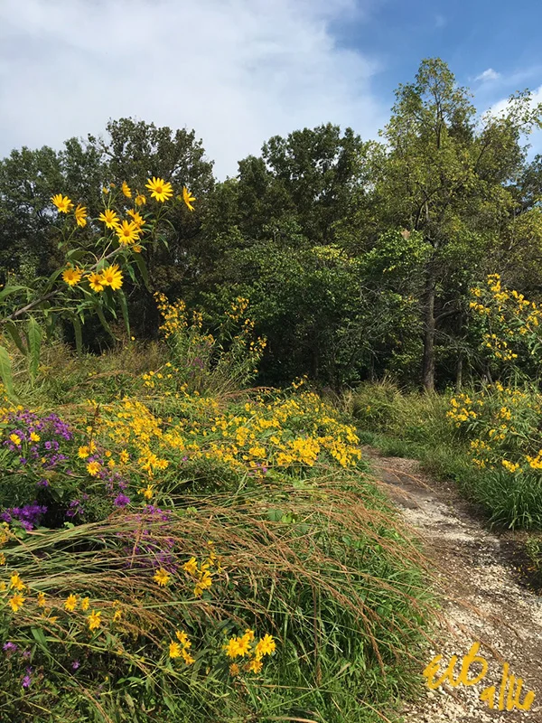 The trail running through a burst of yellow and purple wildflowers. ©2016 by Erin Blumer.