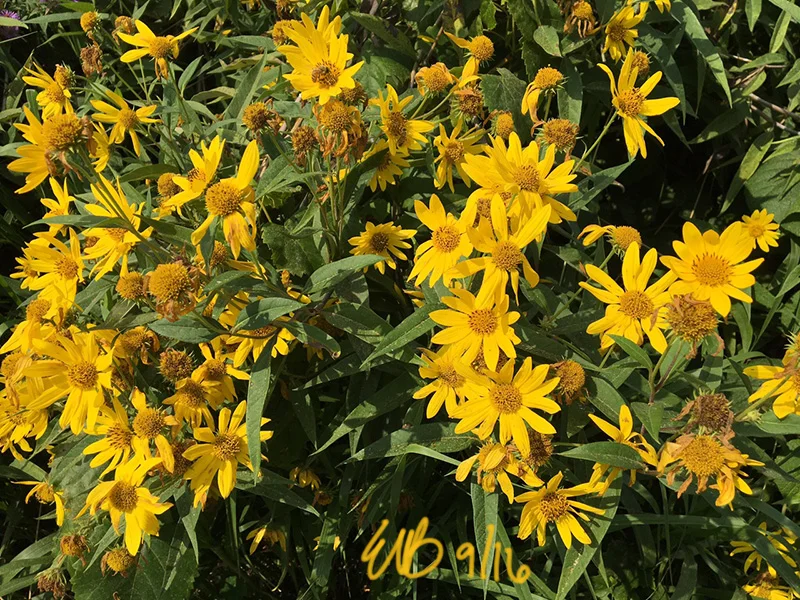 A closer look at the gorgeous yellow blossoms. ©2016 by Erin Blumer.