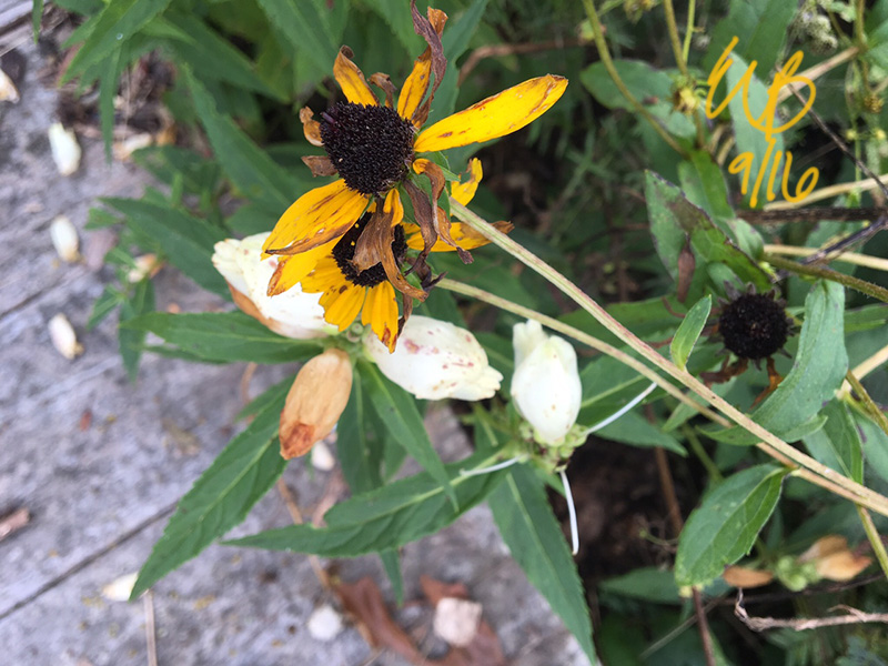 Dying Black-eyed Susans and an unidentified white flower. ©2016 by Erin Blumer.
