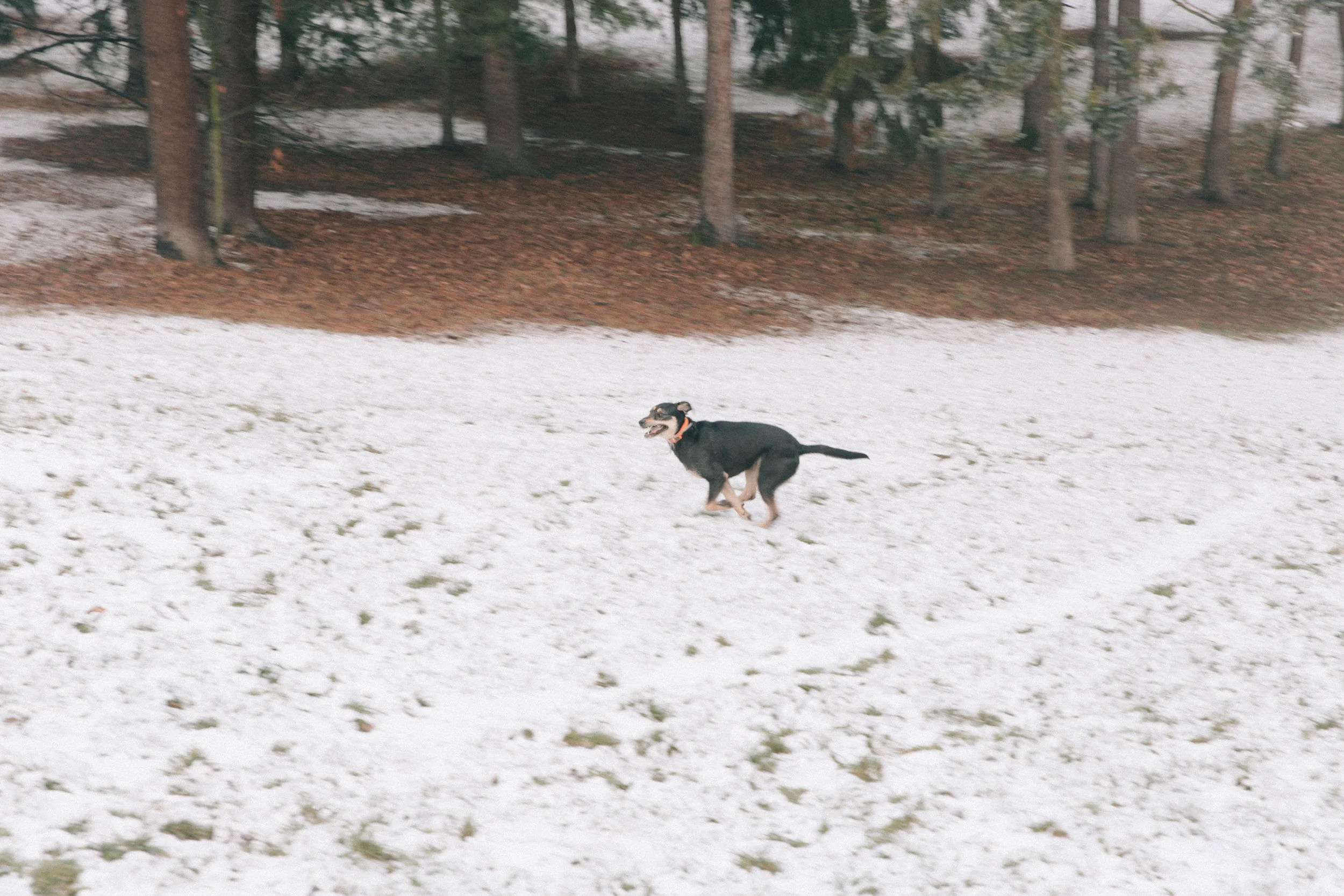 Winter-1.jpg