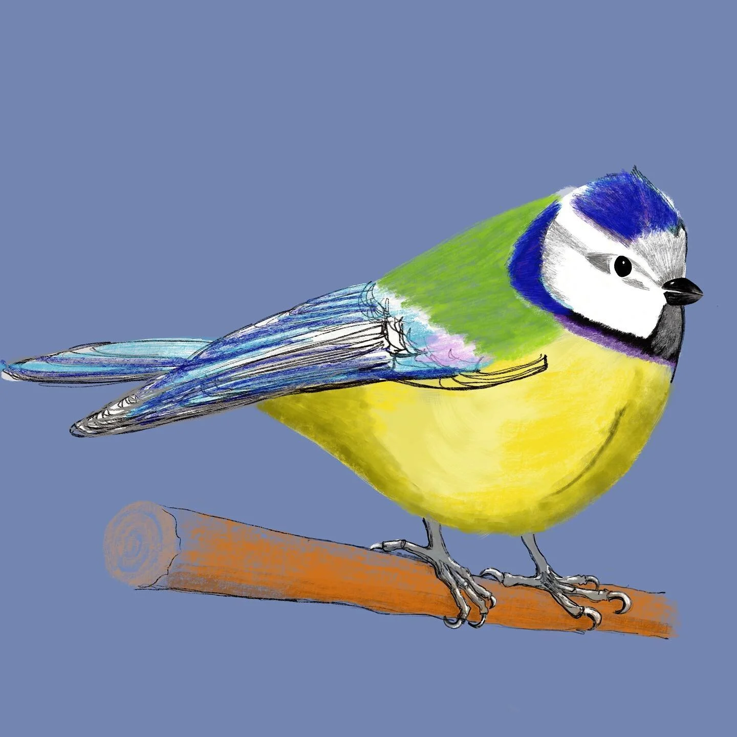 Little Blue Tit #bluetit #britishbirds #digitaldrawing #procreate #sketchaday #drawingoftheday #artistsoninstagram #artforsale #botanicalillustration #ornithology