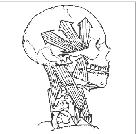 Muscular-balance-of-head-and-neck-M-masseter-muscle-E-neck-extensors-muscle-SCM.png