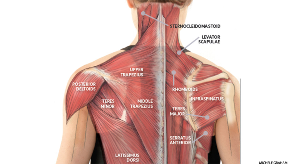Neck And Shoulder Muscles Diagram / 85 best Anatomy lab 2 images on Pinterest | Anatomy and ...