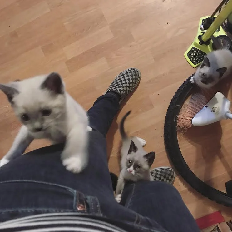 Foster kittens!