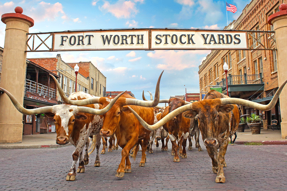 Ft Worth Cattle.gif