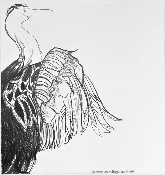 Cormorant XIII, 28.5" x 26"