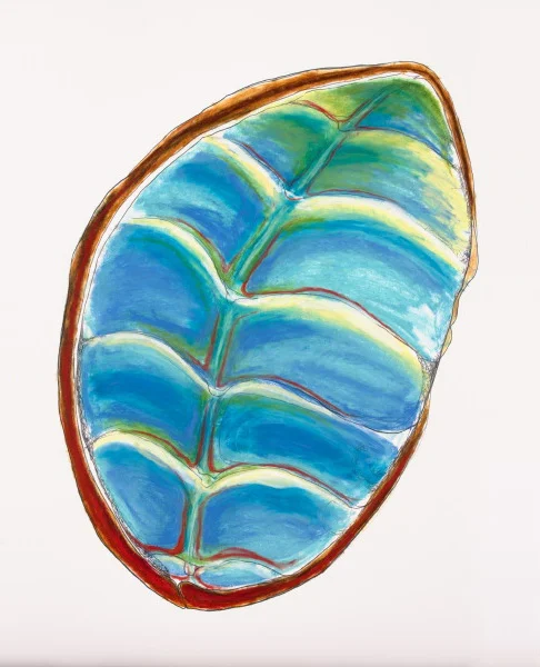 Carapace: Chiton XI, 24.5" x 30"