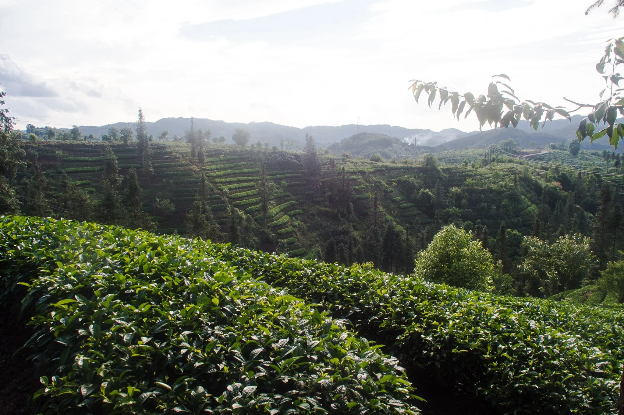 The tea hills at Pu'er, where a lot of our black teas are from