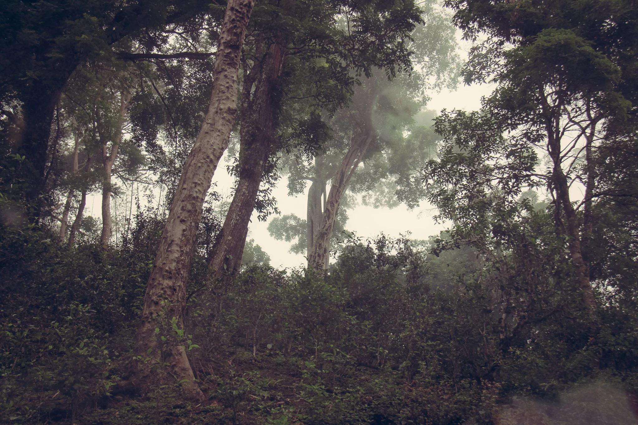 Old tea bushes in the shade of the rainforest on Jingmaishan