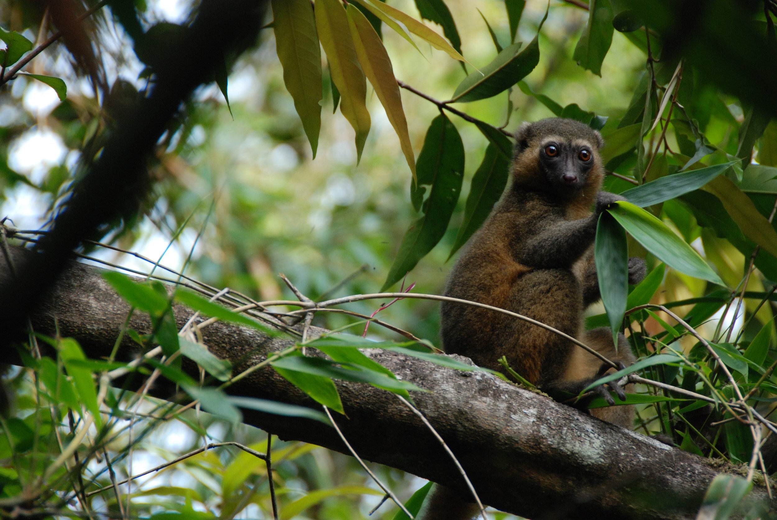 Photo by Martin Callum - Ranomafana Park 2012