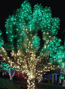 Joshua Tree and Twentynine Palms Weekend Events highlighted by Rent29.com