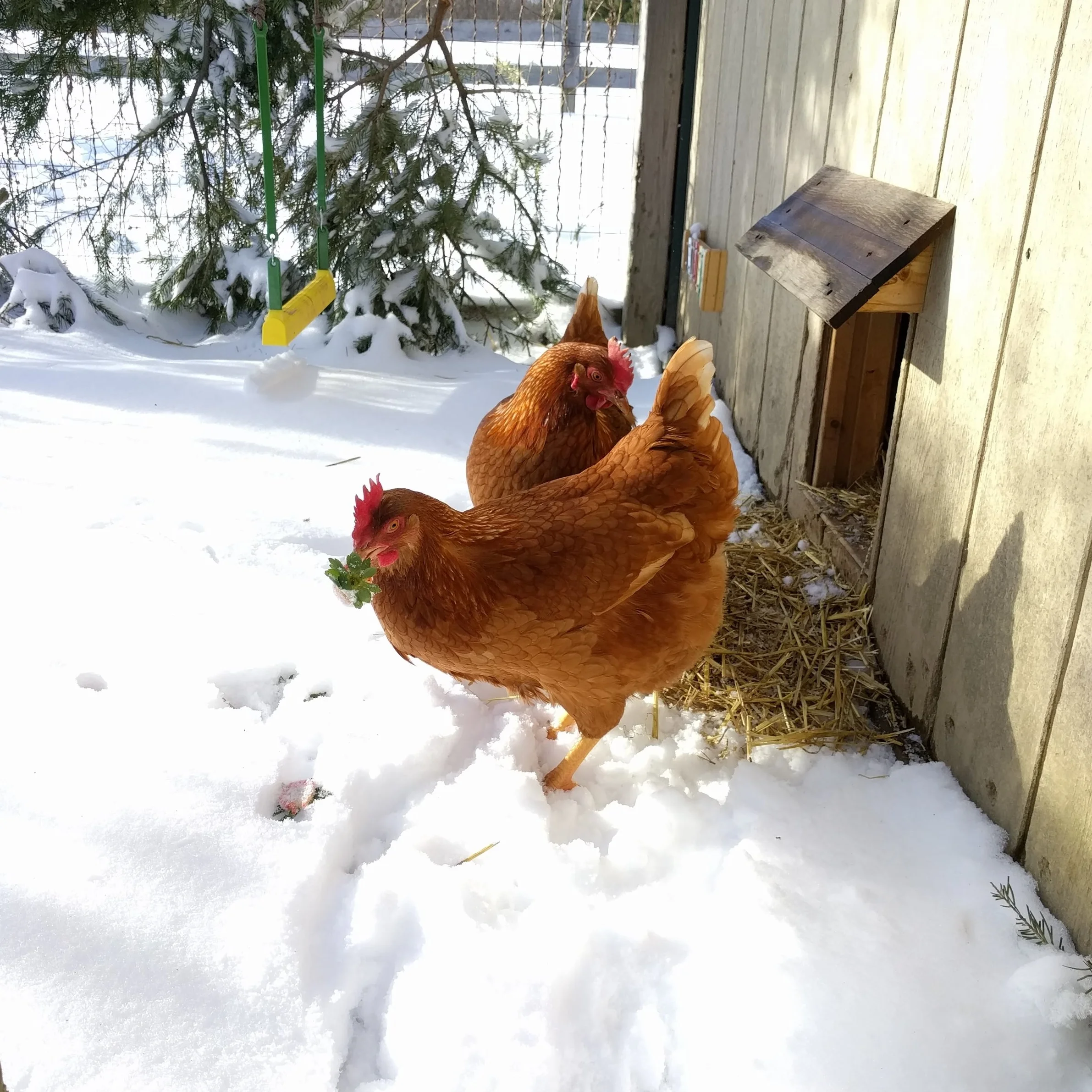 You would think in all that research I would have learned to cover the dang chicken run. In my defense, Ohio didn't have snow last year.