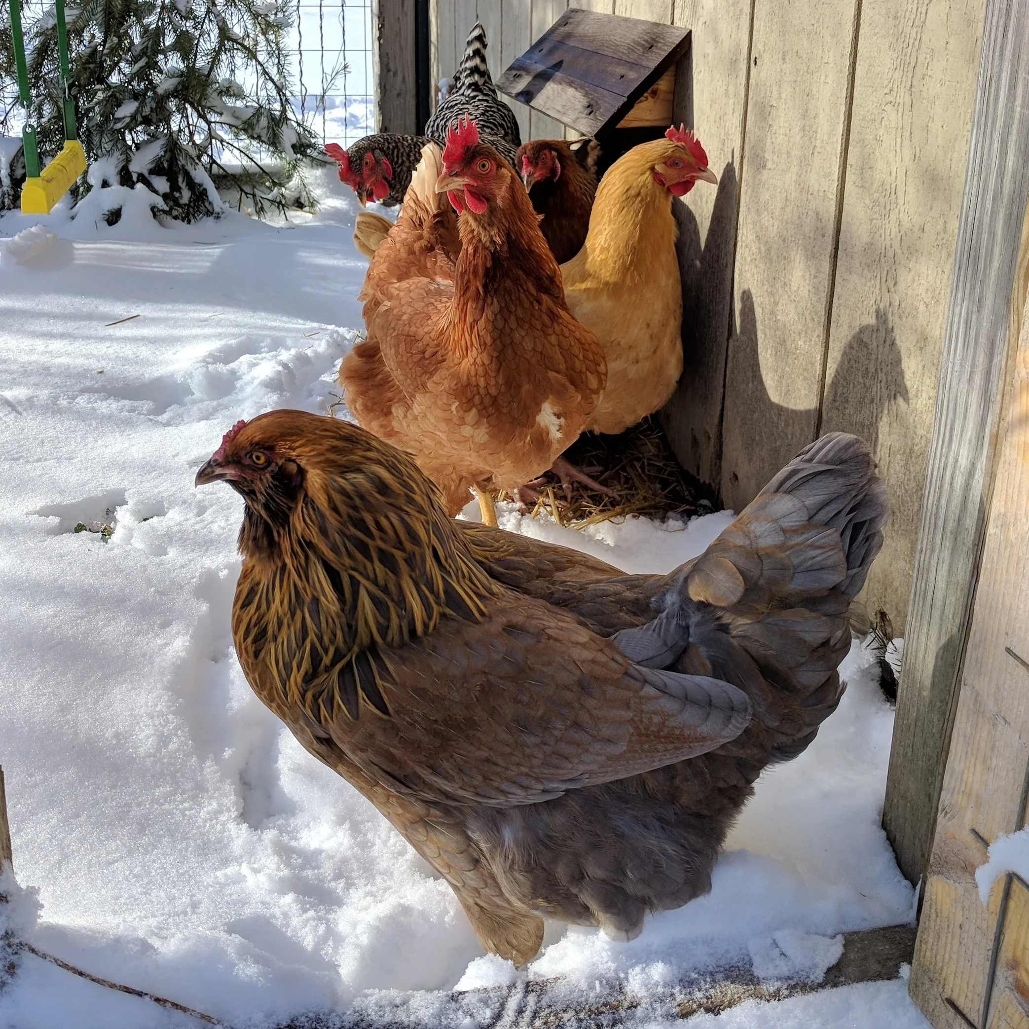 Well, Carol Pacey will come out in the snow for treats. No one else will though!
