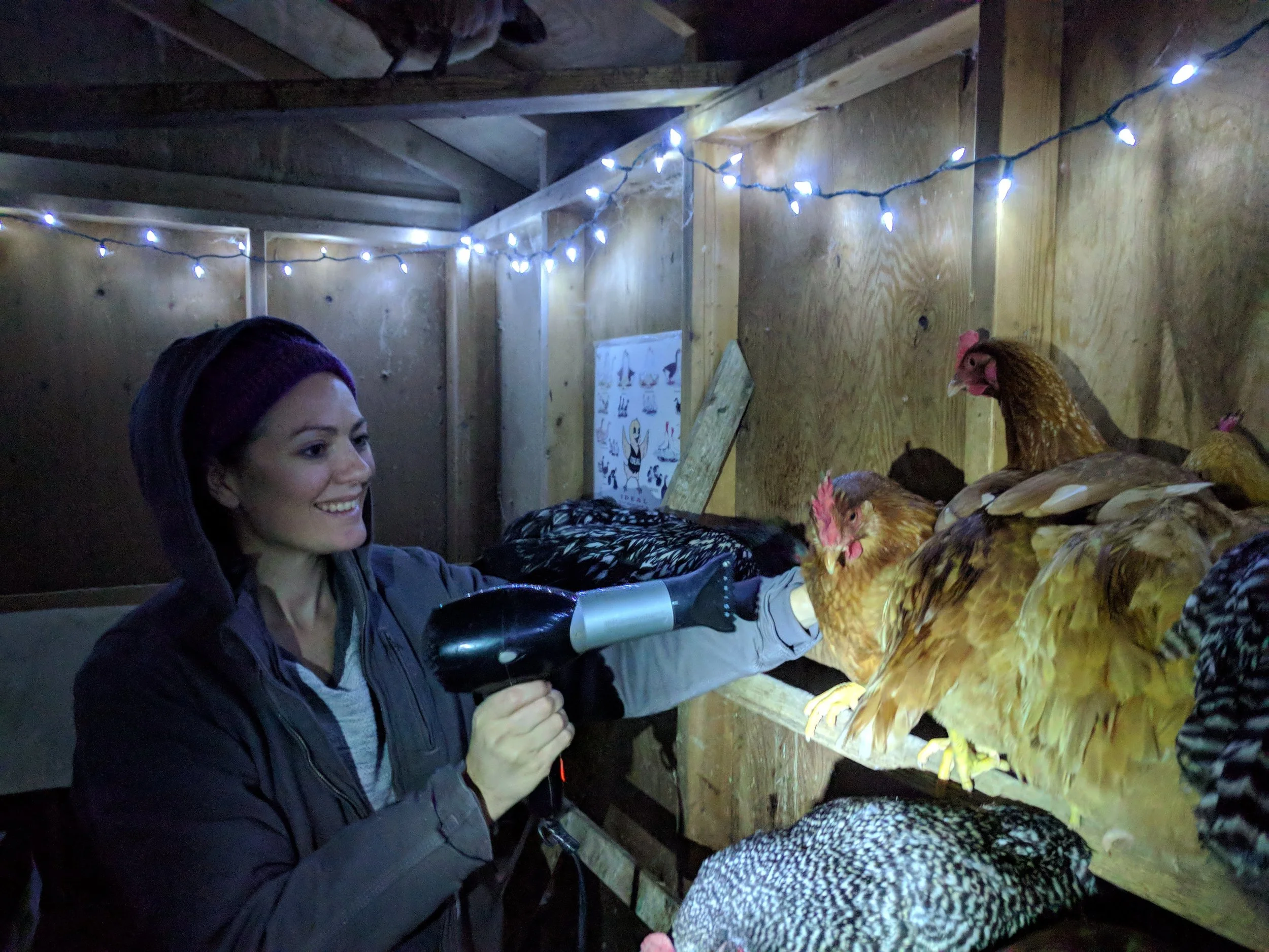Blow drying chickens. On the low setting making sure not to directly heat their comb and wattles is totally safe (and enjoyable, sort of!)