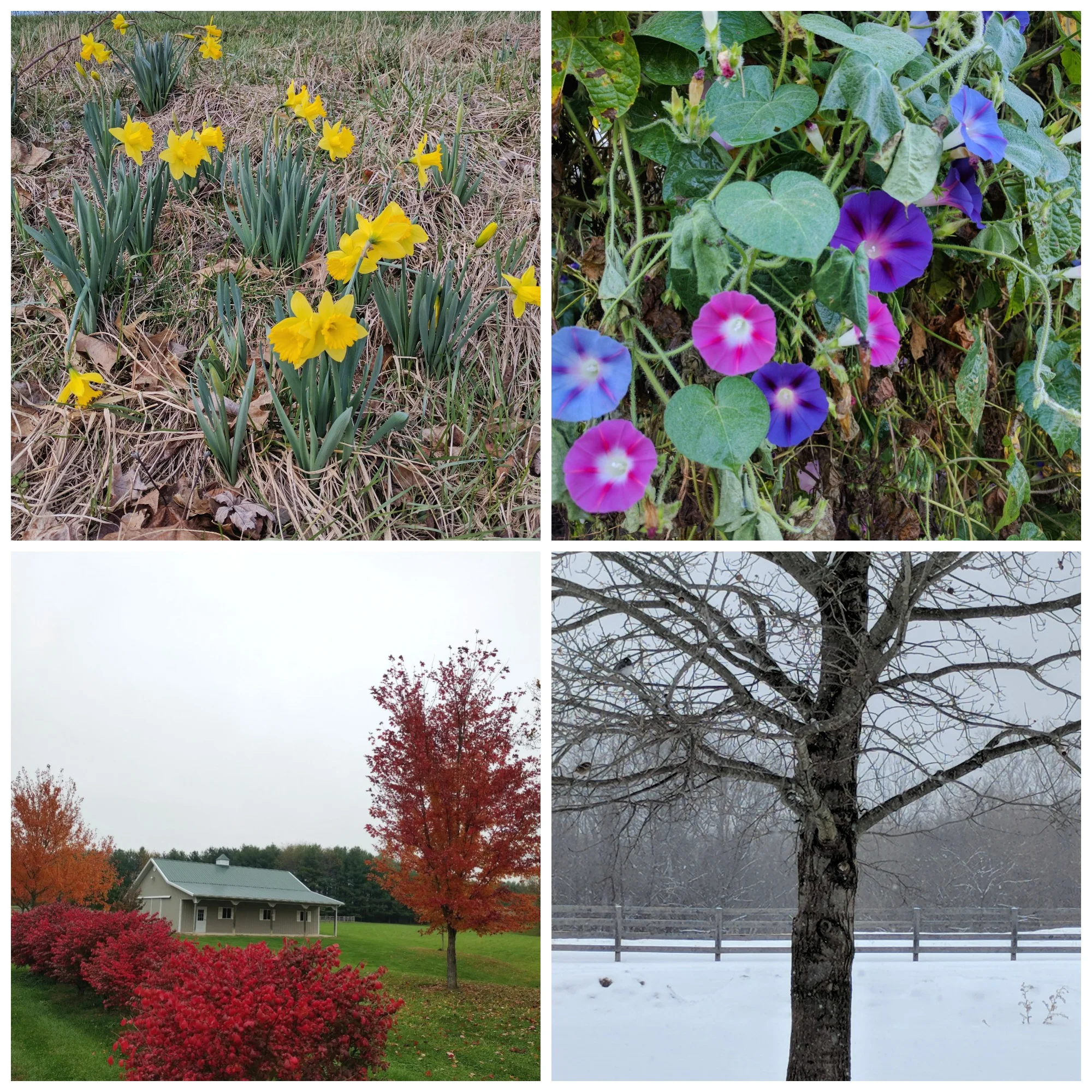Four seasons at the roost. Spring Daffodils, Summer Morning Glories, Fall Leaves, and Snow. All of it is perfect.