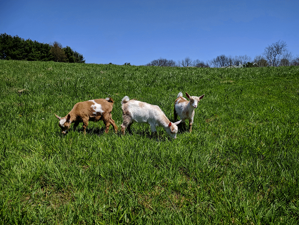 The babies are getting so big! Look at them acting like big goats!