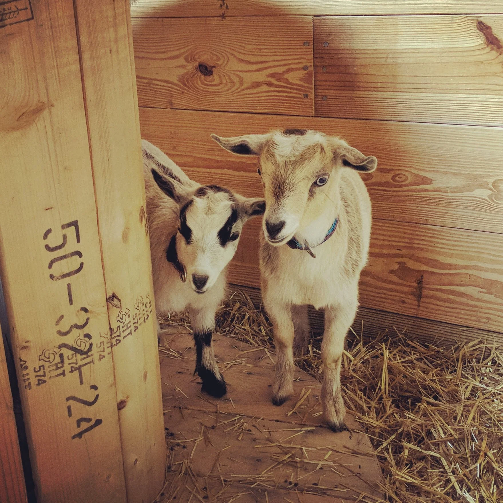 They are a bit shy still, though, they are starting to warm up to us!
