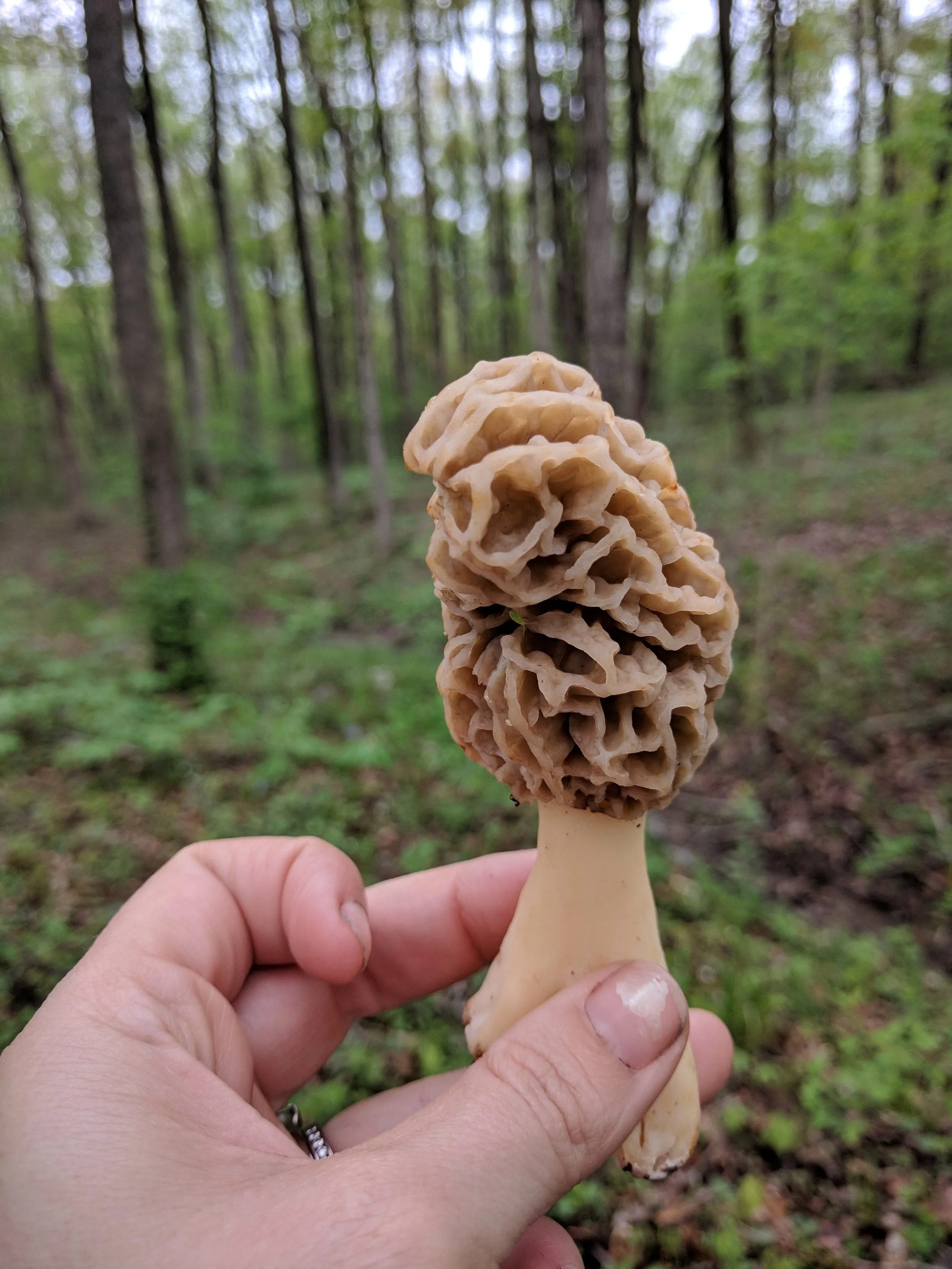 Morels are both delicious and fun to find!