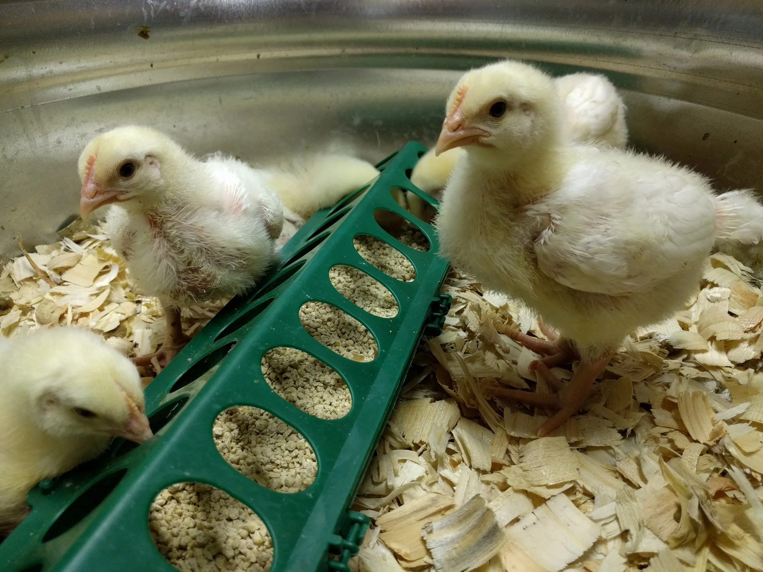 About two weeks old, Cornish rock cross chicks
