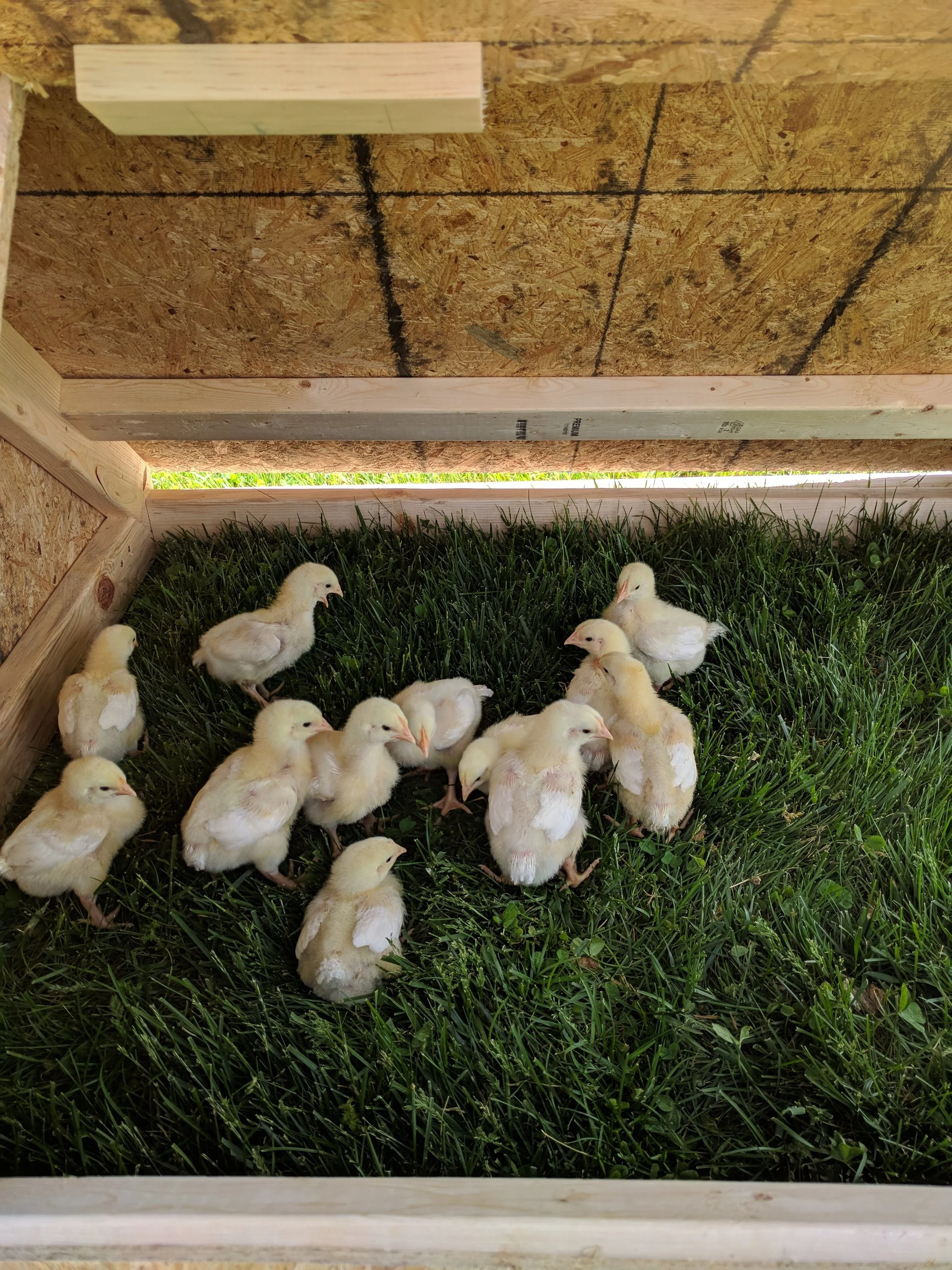 They are all named nugget