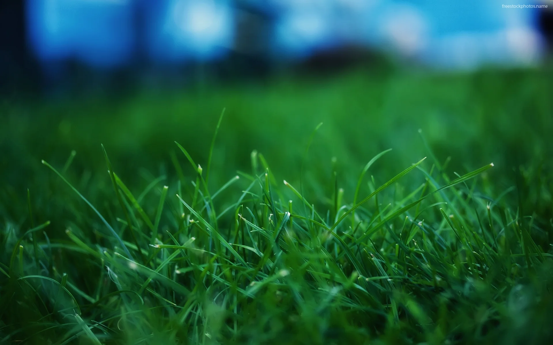 nature-green-grass-high-definition-90.jpg