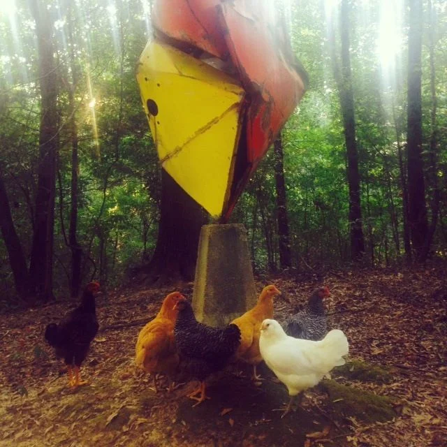 Col-o -Chick.jpg