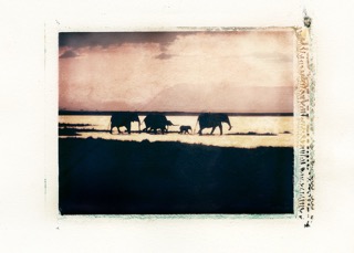 Kenya, Elephant Walk