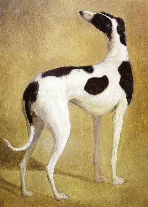 Padfoot - Virtus Perseverantia Spei