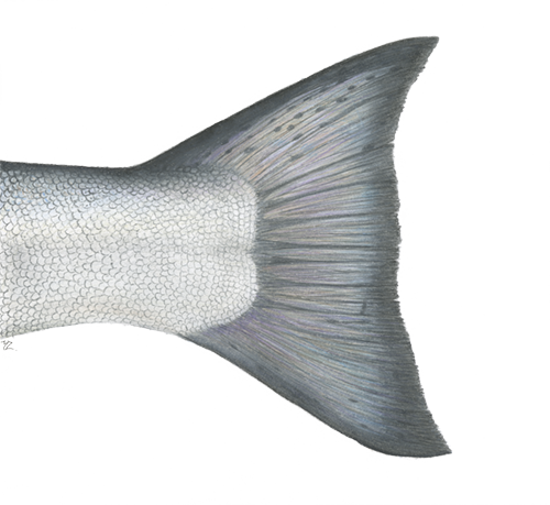 Chinook Tail
