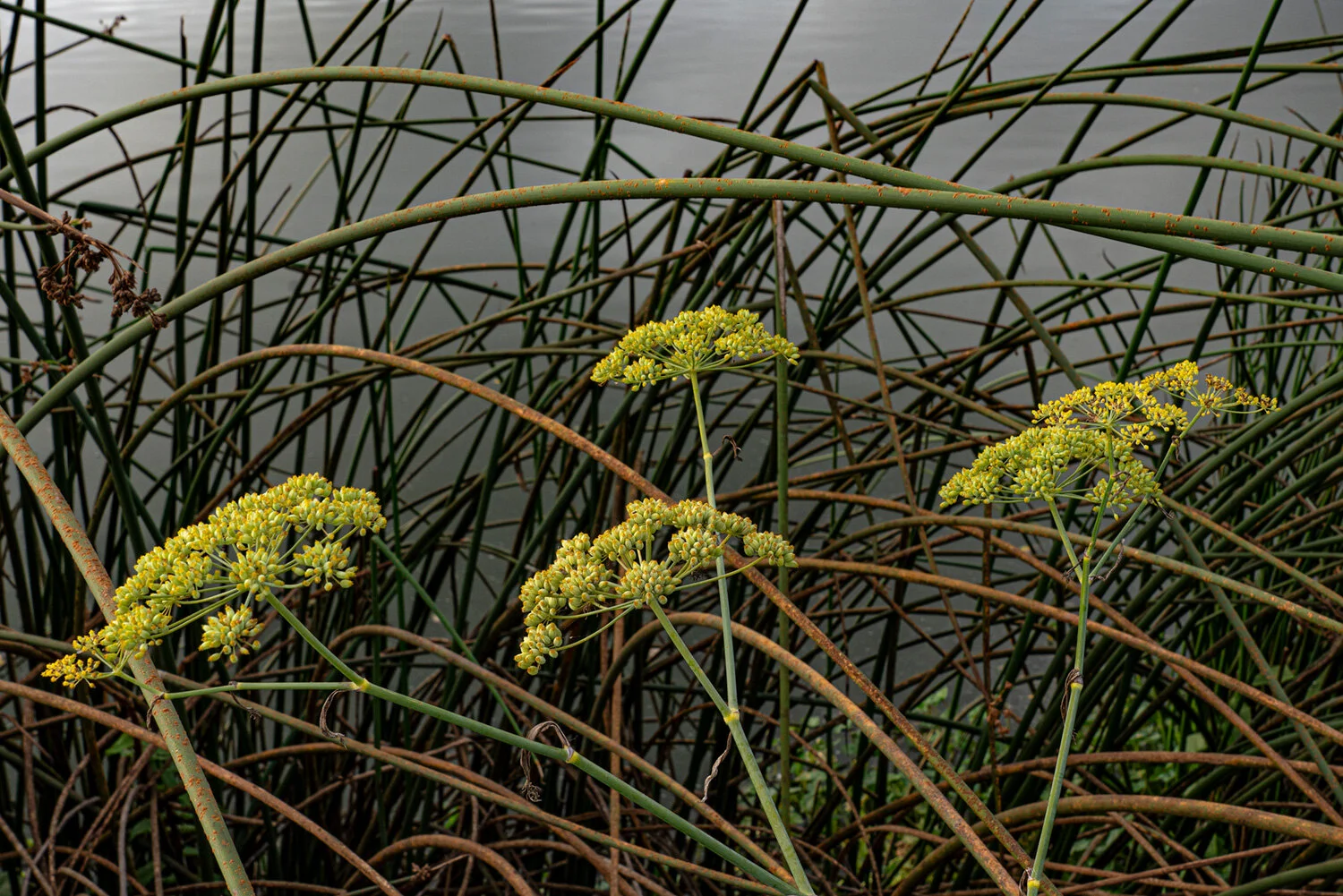 DSC08106YallerFlowersMail.jpg