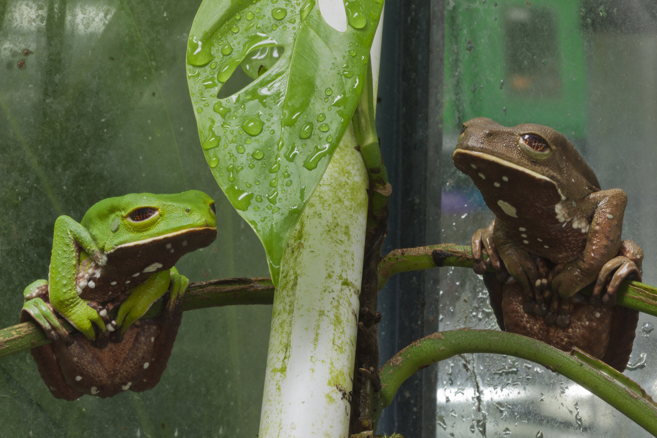   Phyllomedusa venusta , El Valle Amphibian Conservation Center, Panama 