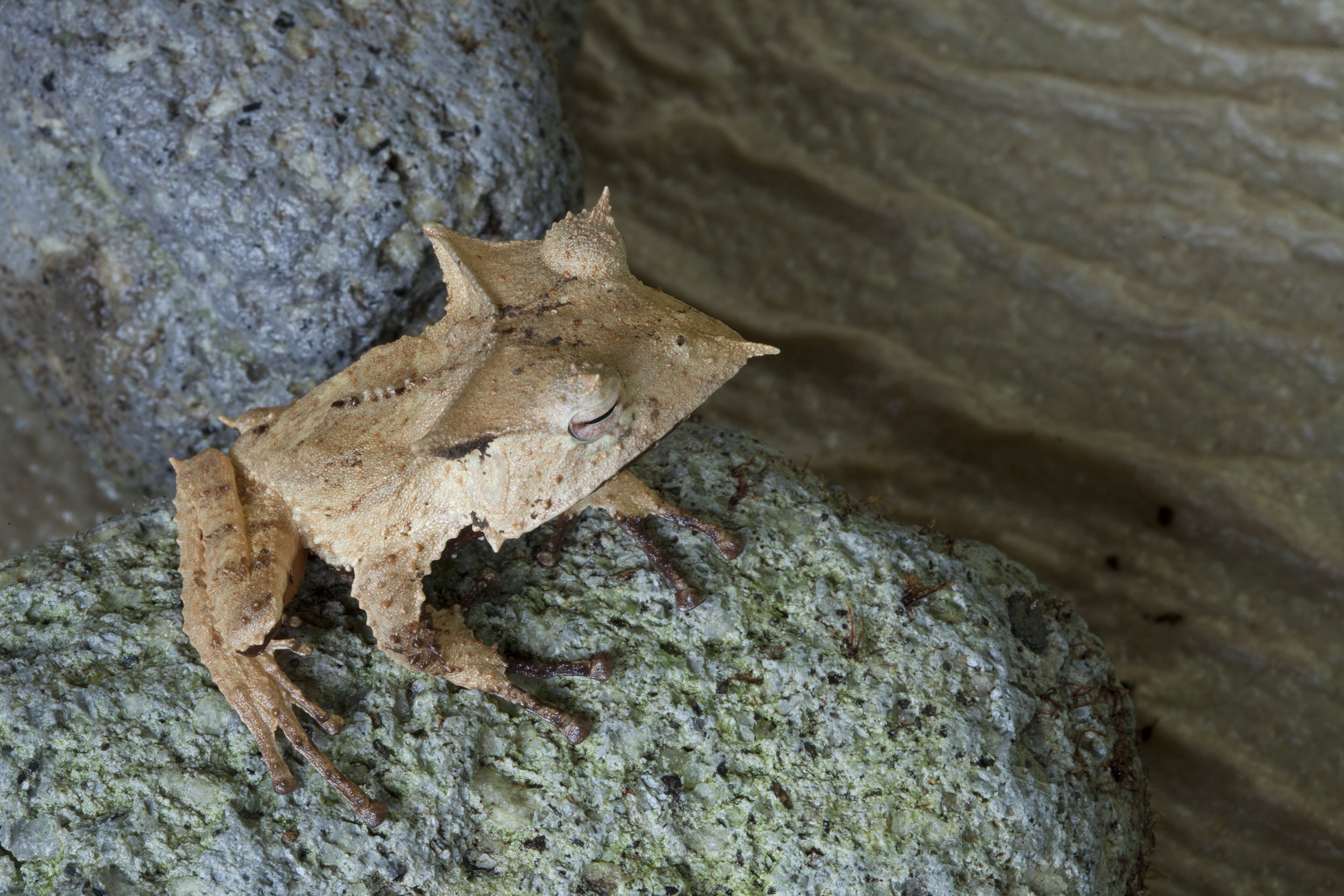  Casque-headed frog  Hemiphractus fasciatus,&nbsp; El Valle Amphibian Conversation Center, Panama 