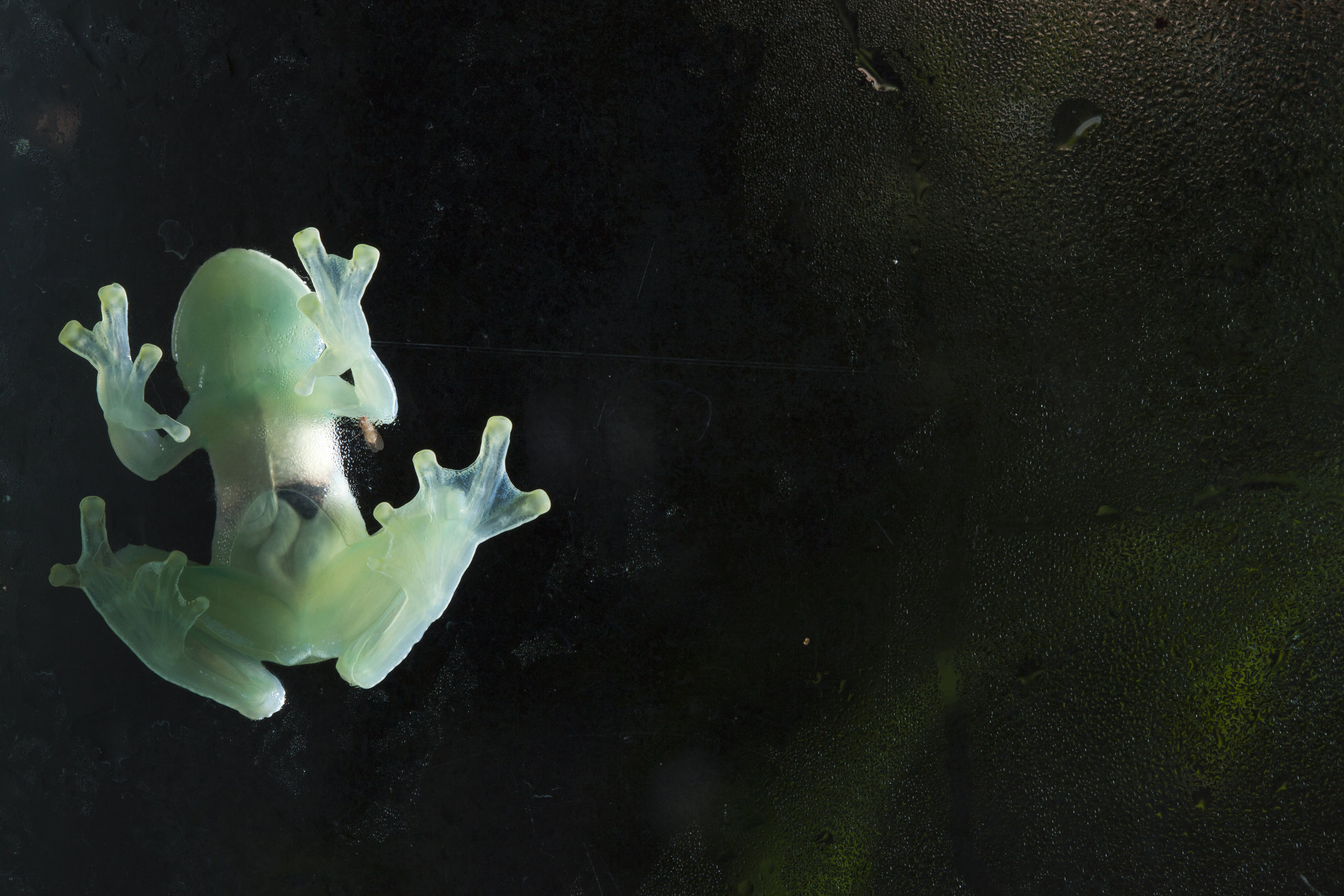  Glass Frog, Costa Rican Amphibian Research Center, Costa Rica 