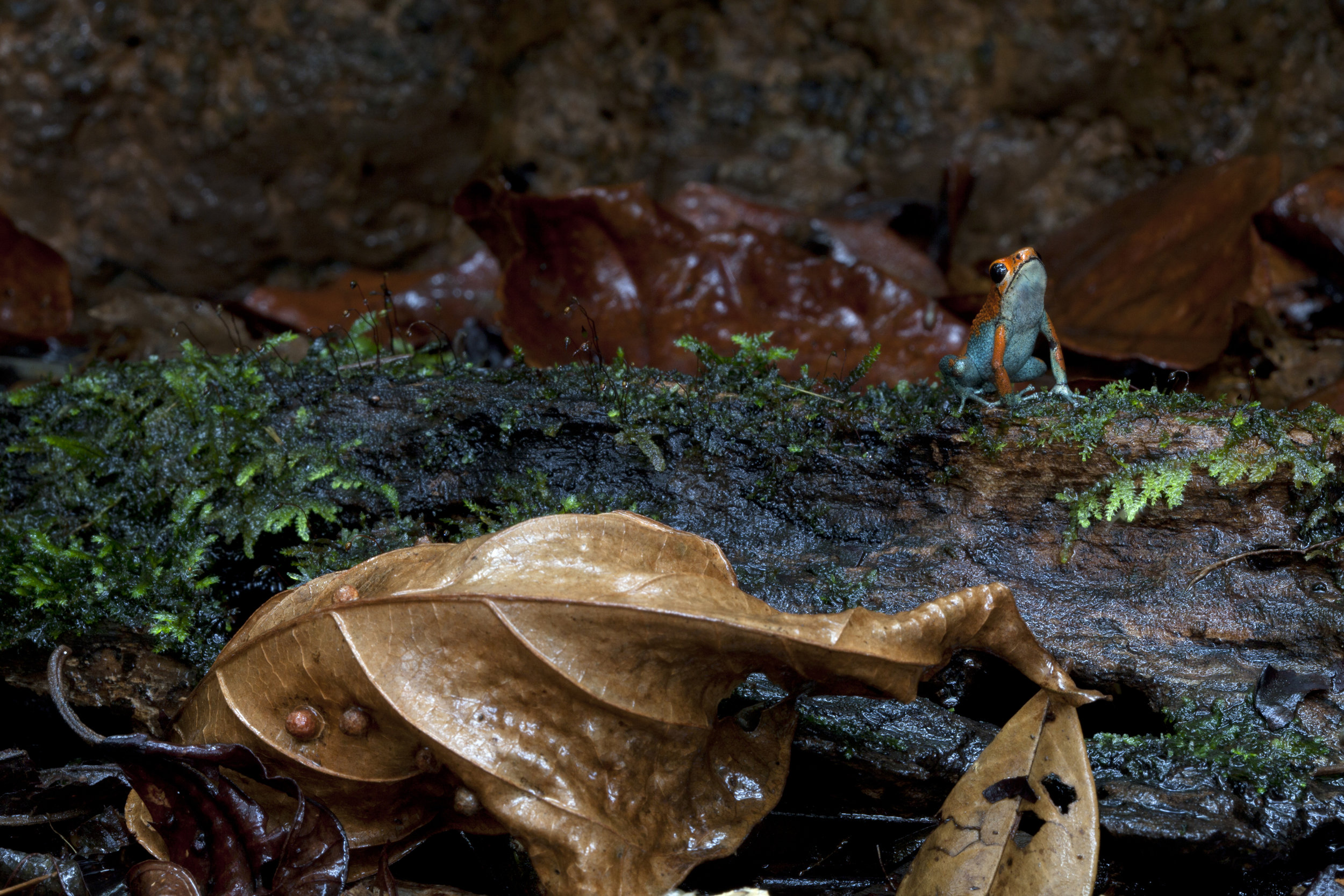  Poison Dart Frog, Costa Rican Amphibian Research Center, Costa Rica 