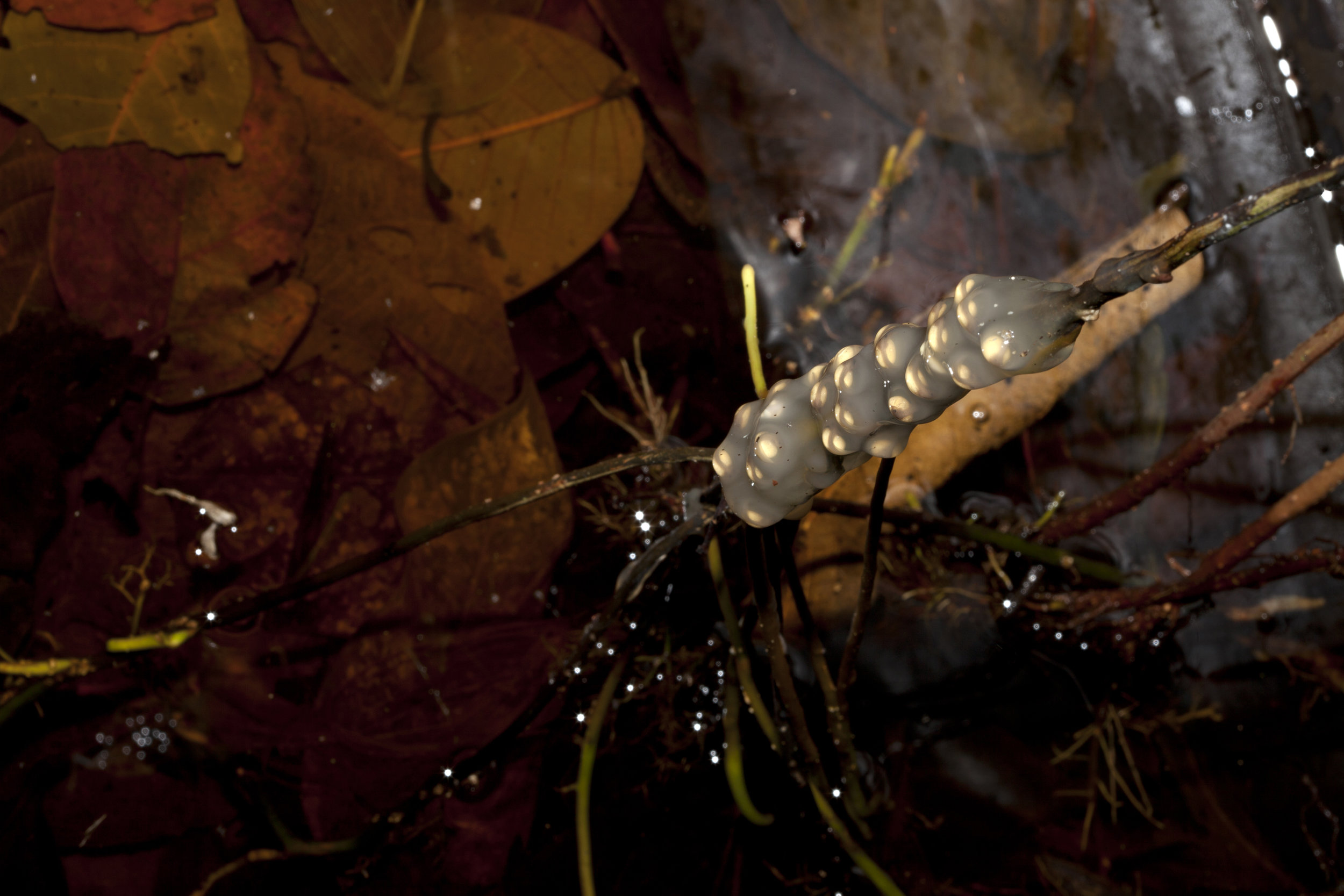  Eggs of  Agalychnis calcarifer,&nbsp; Costa Rican Amphibian Research Center, Costa Rica 