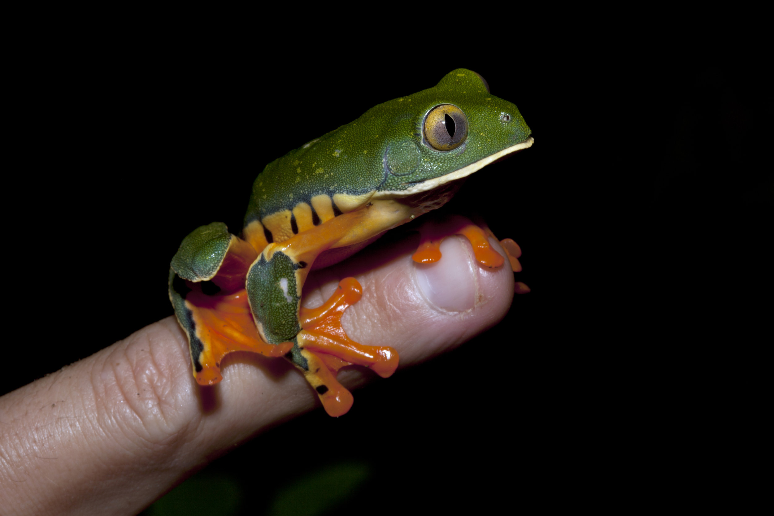   Agalychnis Calcarifer, &nbsp;Costa Rican Amphibian Research Center, Costa Rica 