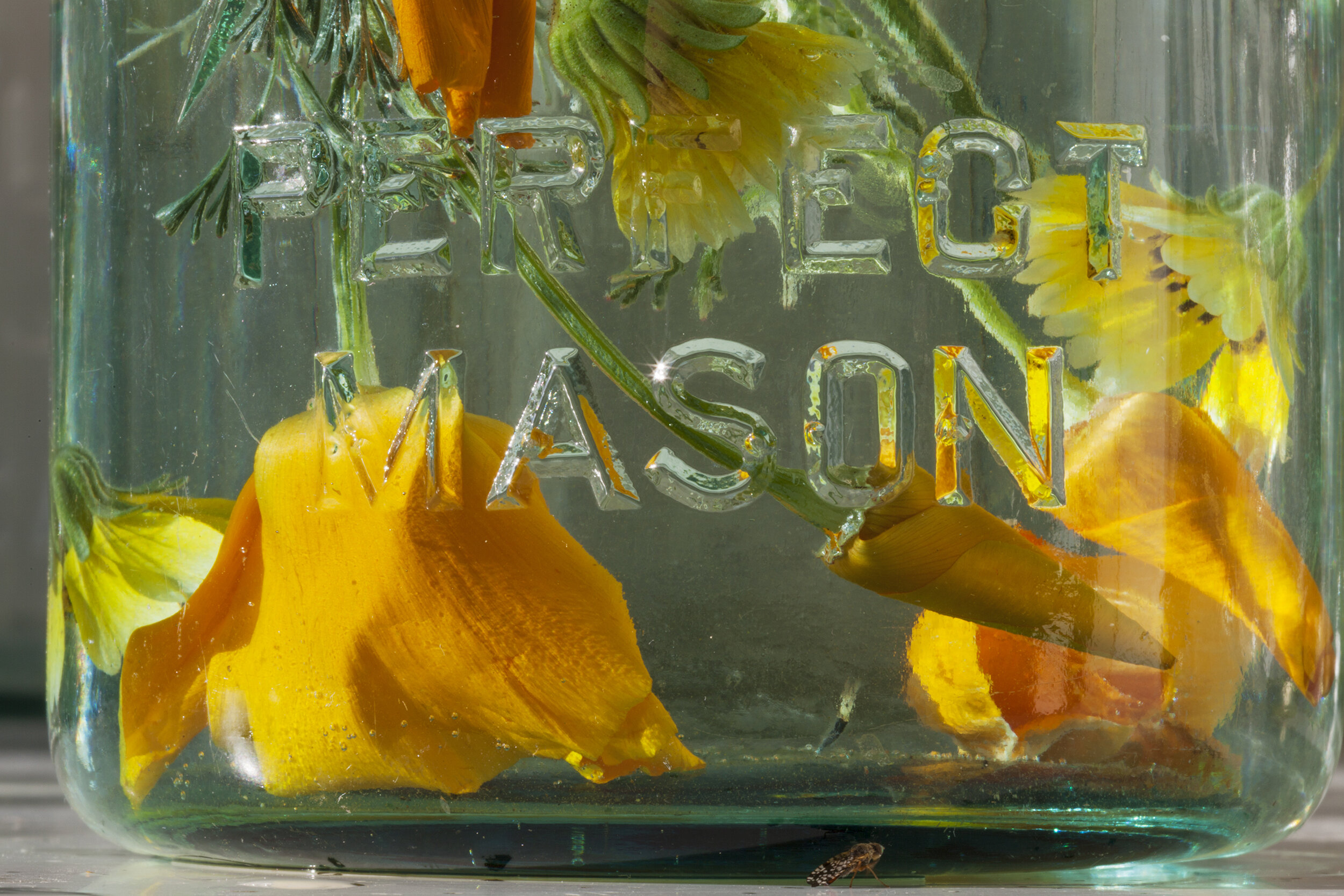 Perfect Mason (California Poppy, Eschscholzia californica; and Tidy Tips, Layia platyglossa)