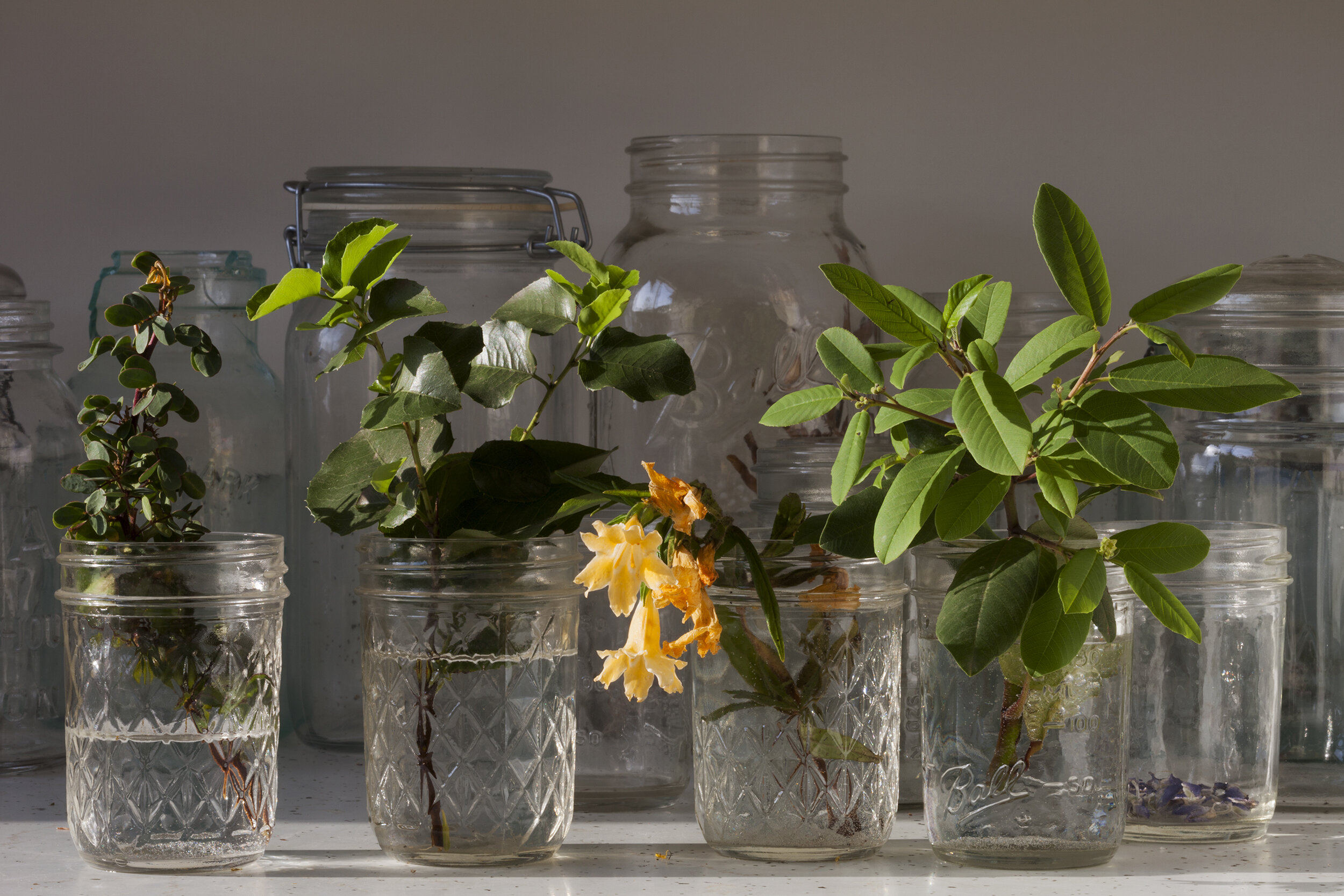 Butterfly Hosts (Baja Senna, Senna purpusii; Holly-leaf Cherry, Prunus ilicifolia ssp. ilicifolia; Sticky Monkey Flower, Diplacus longiflorus; and Coffeeberry, Frangula californica) 