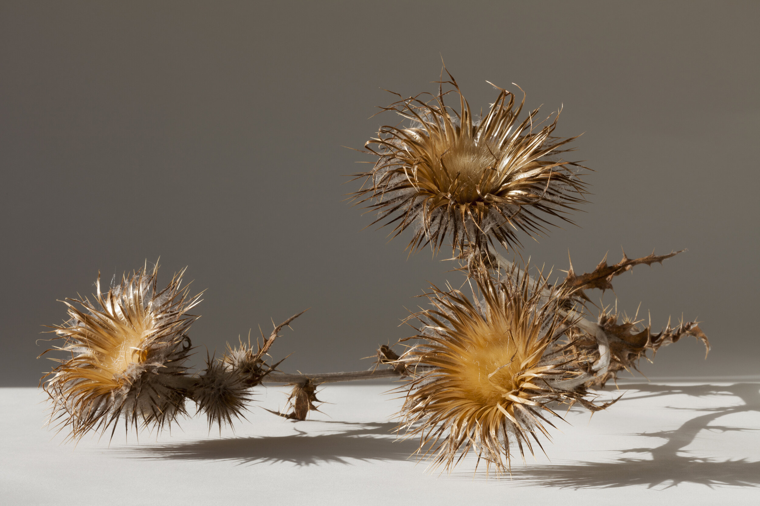 After the Feast (Cobweb Thistle, Cirsium occidentale)