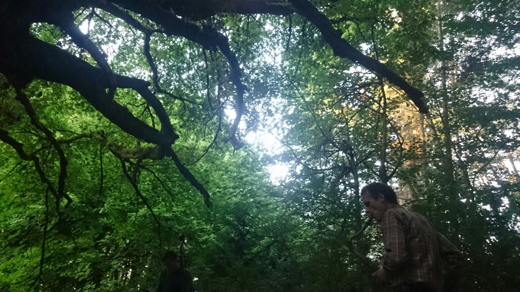 On site at the Secret Forest Show (2017) in Seattle's Discovery Park.