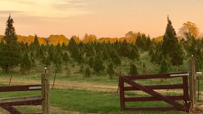 trees+with+gate.jpg