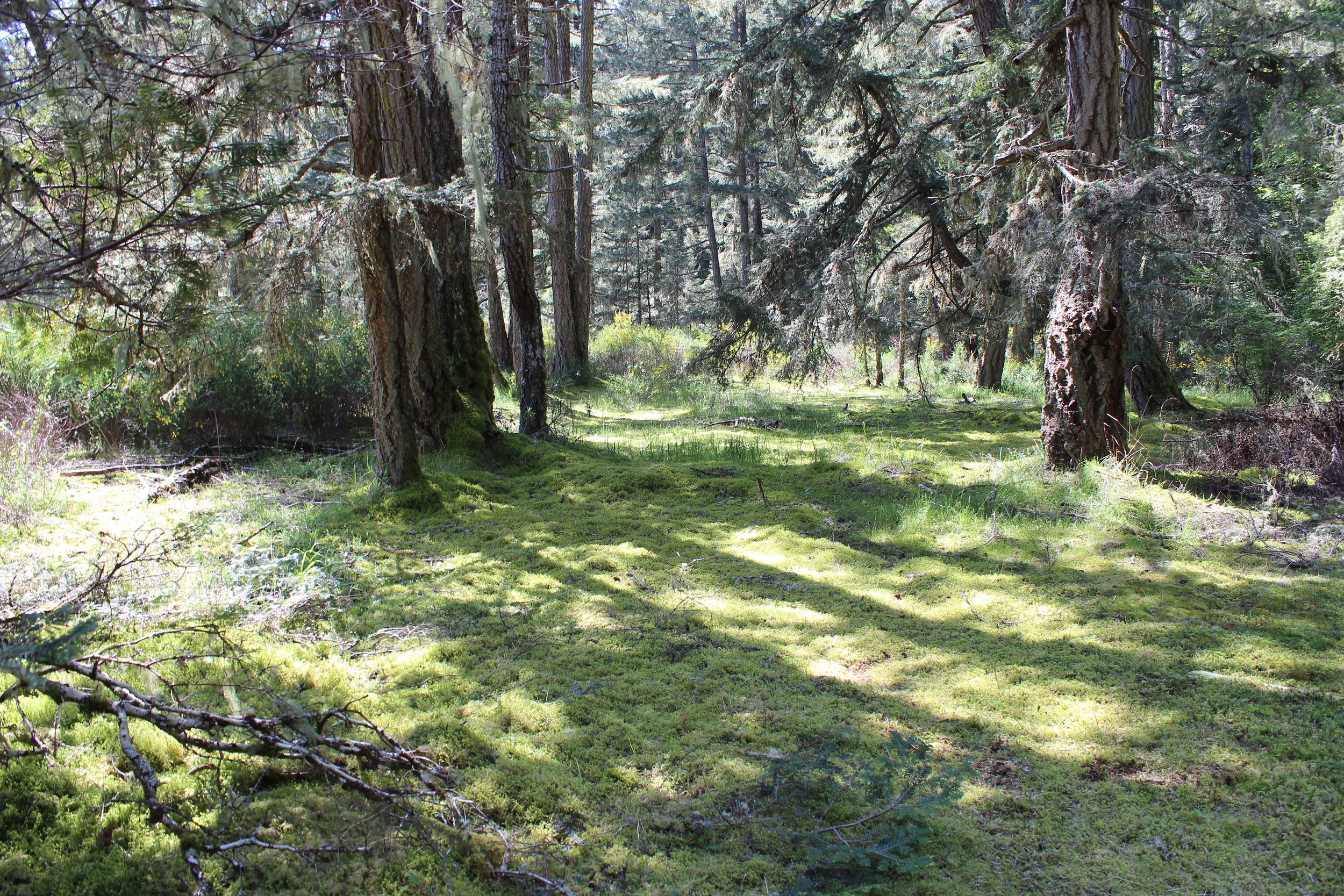 josh-harvey-sooke-beach-house-view.jpg