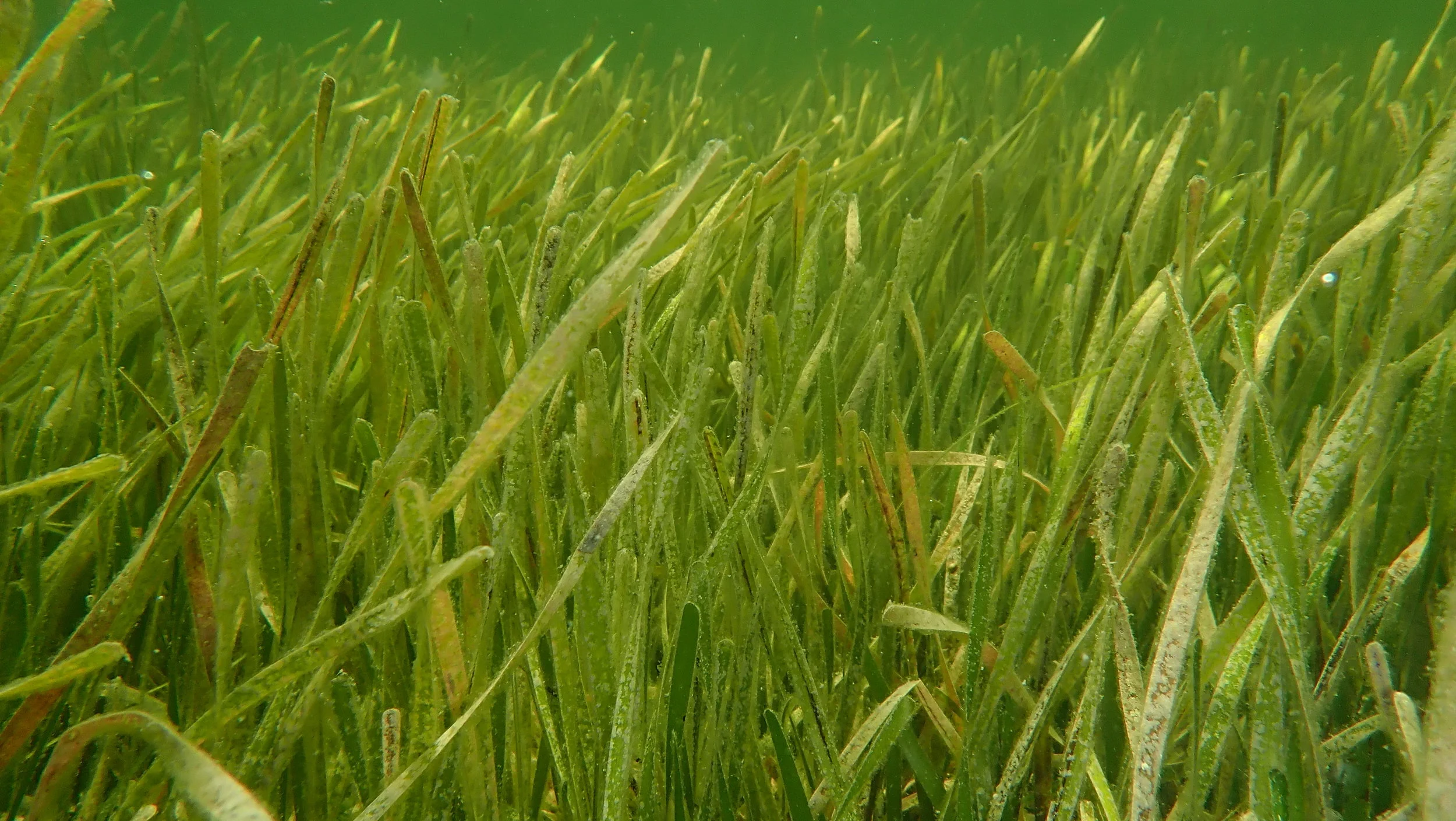 SeagrassCrystal.JPG