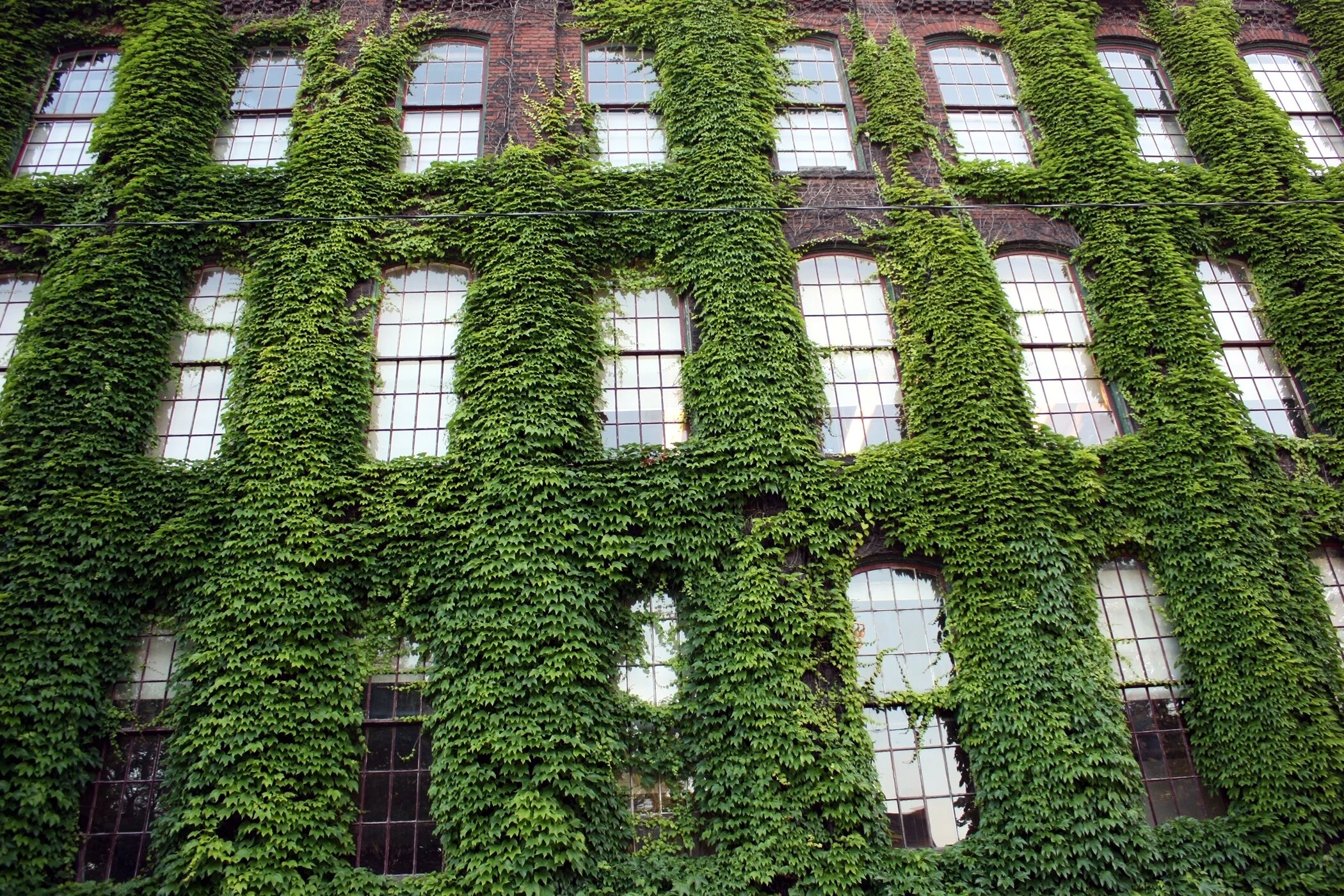 ivy-covered-building.jpg