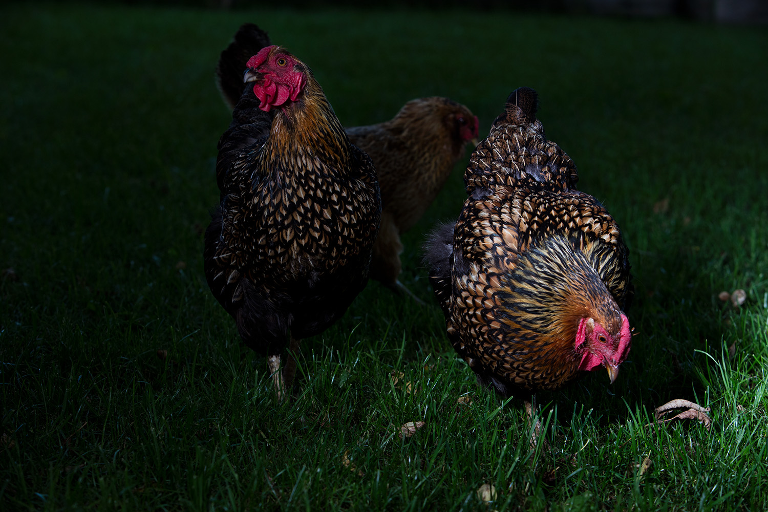 Chickens- Rockfield. 2015
