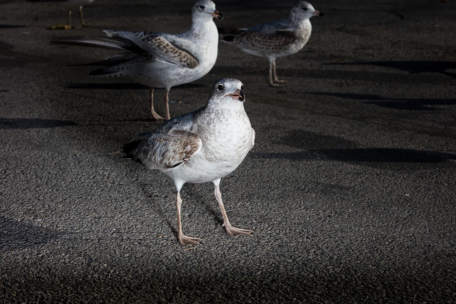 Seagulls- Milwaukee Lakefront. 2015