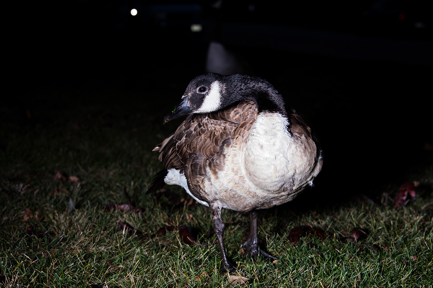 Goose- Milwaukee Lakefront. 2015