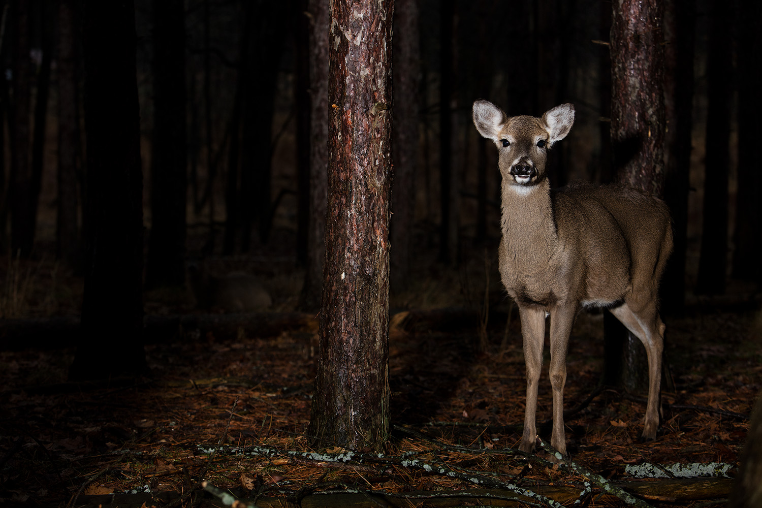 Deer- West Bend. 2015