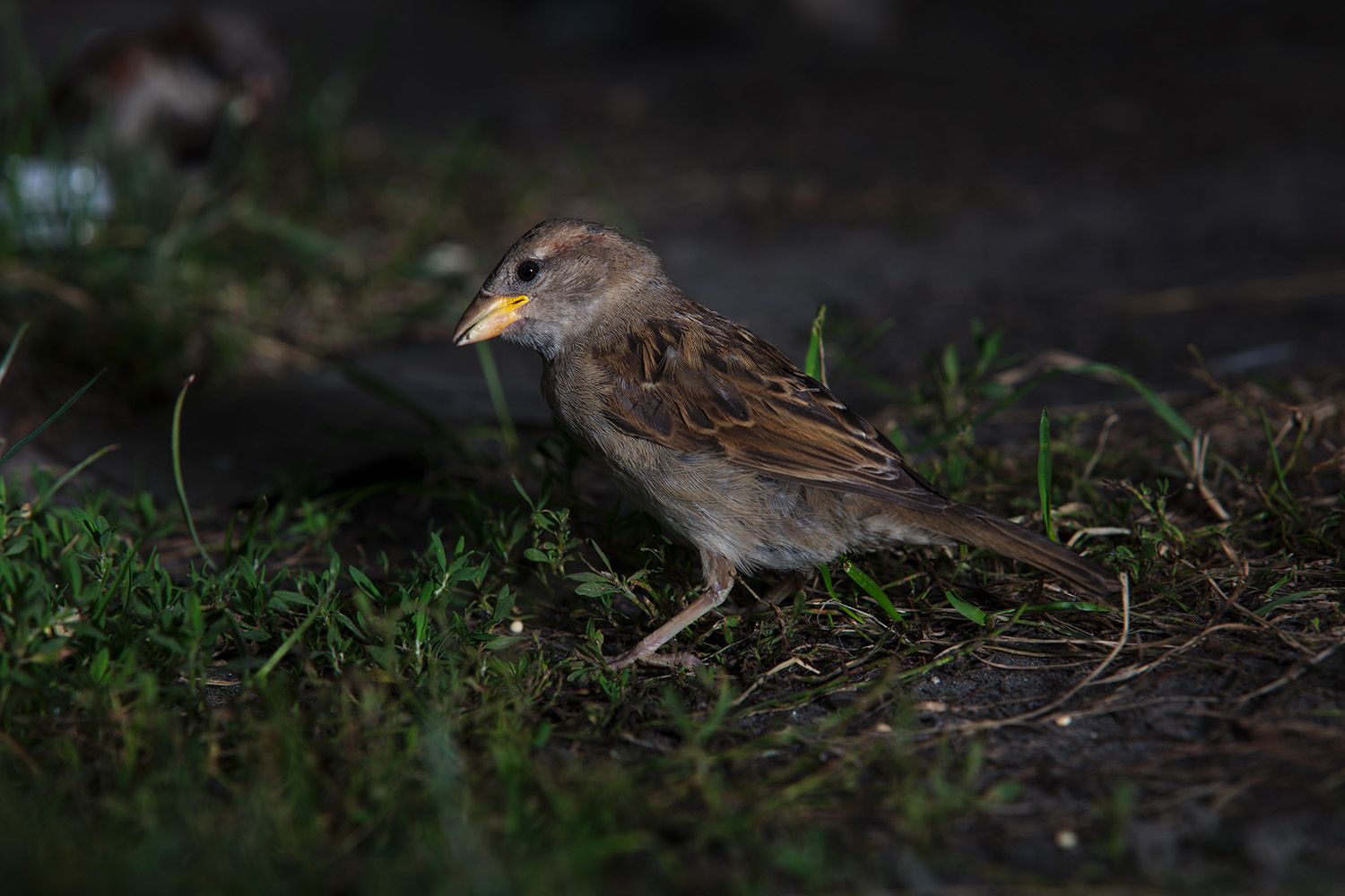 Sparrow- Downtown Milwaukee. 2017